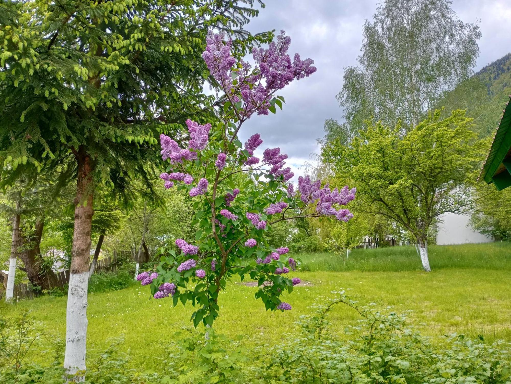 Pensiunea Irina 1 Si 2 Zarnesti Exterior foto